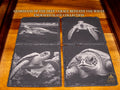 Guardians of the Deep • Engraved Sea Turtle Slate Coaster Set of 4